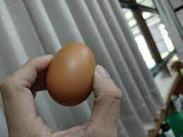 採用人工孵蛋, 需要多久翻蛋一次