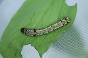 植物病蟲害小學堂-斜紋夜蛾(桃園區農業改良場)